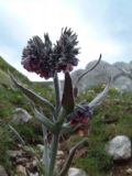 Cynoglossum magellense