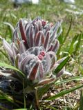 Cynoglossum magellense