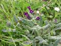 Anchusa undulata subsp. hybrida
