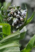 Cynoglossum apenninum