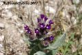 Anchusa undulata subsp. hybrida