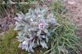 Cynoglossum cheirifolium