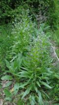 Cynoglossum apenninum