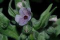 Cynoglossum creticum