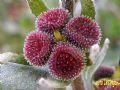 Cynoglossum cheirifolium