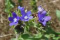 Anchusa officinalis