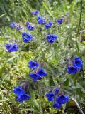 Alkanna tinctoria