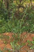 Buglossoides arvensis