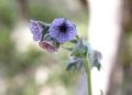 Cynoglossum creticum