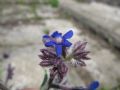 Anchusa azurea