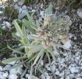 Cynoglossum magellense