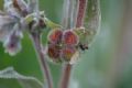 Cynoglossum cheirifolium