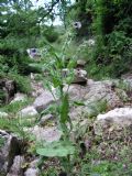 Cynoglossum creticum