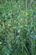 Cerinthe major