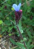 Anchusella cretica