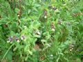 Cerinthe major