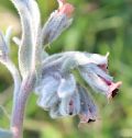 Cynoglossum cheirifolium