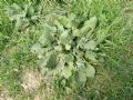 Borago officinalis