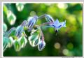 Borago officinalis