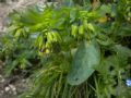 Cerinthe alpina