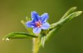 Aegonychon purpurocaeruleum