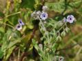Cynoglossum creticum