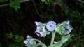 Cynoglossum creticum