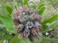 Cynoglossum apenninum