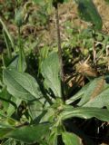 Buglossoides arvensis