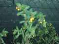 Cerinthe major