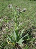 Cynoglossum clandestinum