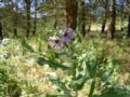 Cynoglossum creticum