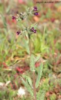 Anchusa undulata subsp. hybrida