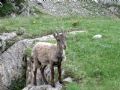 Capra ibex