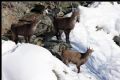 Capra ibex