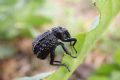 Brachycerus aegyptiacus