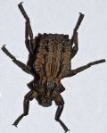 Brachycerus undatus
