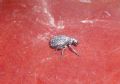 Brachycerus junix