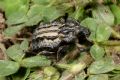 Brachycerus undatus