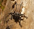 Brachycerus undatus