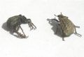 Brachycerus barbarus
