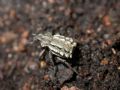 Brachycerus albidentatus
