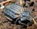 Brachycerus undatus