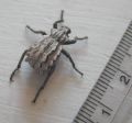 Brachycerus albidentatus