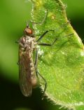 Brachystoma vesiculosum
