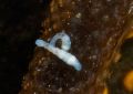 Branchiobdellea