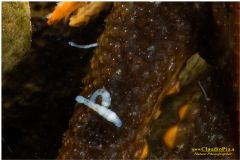 Branchiobdellida