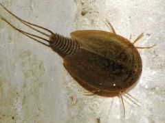 Notostraca