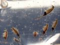 Branchipus schaefferi