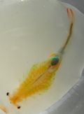 Branchipus schaefferi